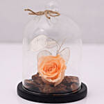 Forever Rose In Glass Dome Peach