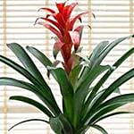 Galvanic Guzmania Ecstasy