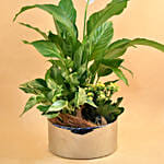 Green Flowering Plants In Silver Vase