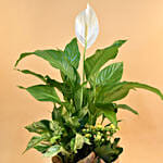 Green Flowering Plants In Silver Vase