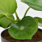 Peperomia Plant In Planter