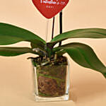 Purple Orchid Single Stem For Valentine