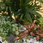 Refreshing Plants Pot