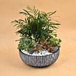 Refreshing Plants Pot