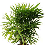 Rhapis Excelsa Plant Pot