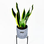 Sanseveria Air Purifying Plant