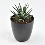 Small Haworthia In Tea Pot Jar