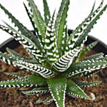 Small Haworthia In Tea Pot Jar