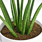 Small Sanseveria In Tea Pot Jar