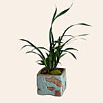 Spider Plant