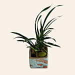 Spider Plant