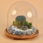 Succulent Plants Dome Glass Terrarium