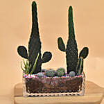 Succulents Rectangular Terrarium