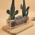 Succulents Rectangular Terrarium