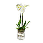 White Orchid Beauty