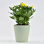 Yellow Chrysanthemum Plant In Planter
