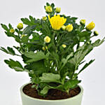 Yellow Chrysanthemum Plant In Planter