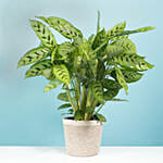 Calathea Leopardina Plant