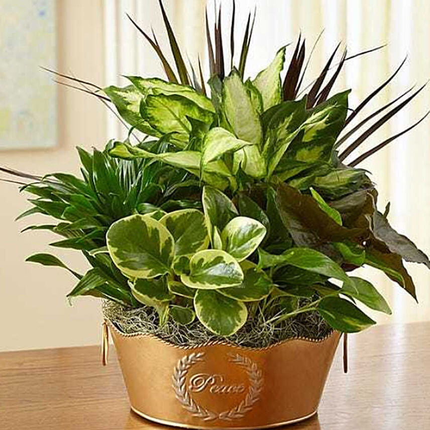 Peaceful Wishes Dish Garden: 