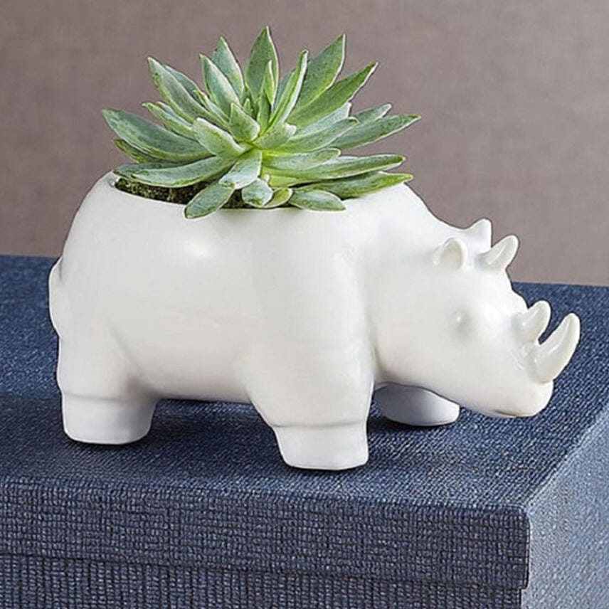 Safari Rhino Succulents: Send Gift To USA