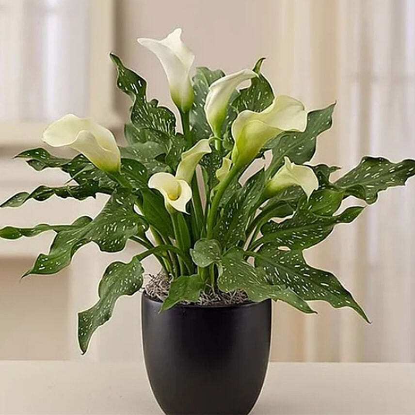 Sophisticated White Calla Lily: Send Gift To USA