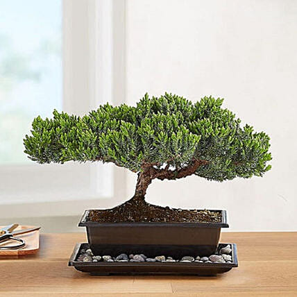 Juniper Bonsai: Plants For USA