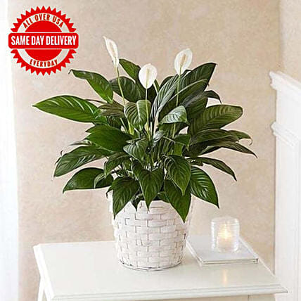 Peace Lily Plant: 