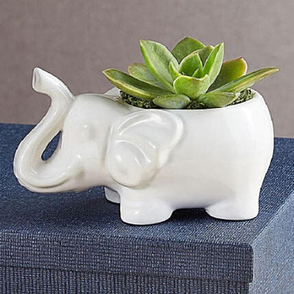 Safari Elephant Succulents: Send Gift To USA
