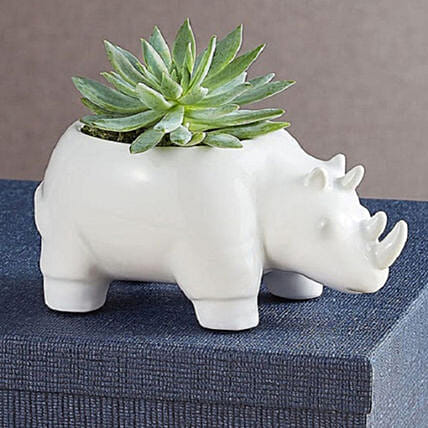 Safari Rhino Succulents: Send Gift To USA