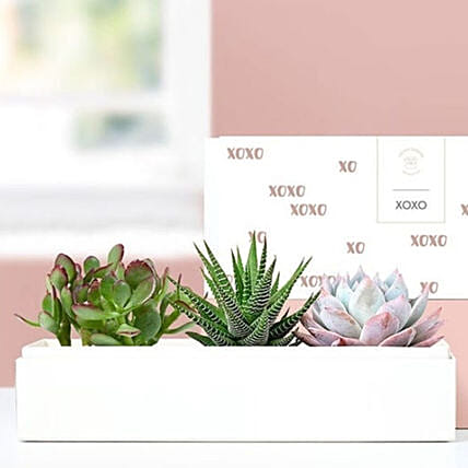 Xoxo Succulents: 