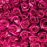 50 Hot Pink Roses