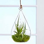 Airplant Terrarium