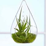 Airplant Terrarium