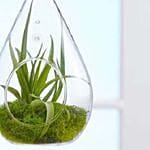 Airplant Terrarium