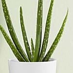 Aloe Vera Plant