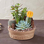 Cactus Dish Garden