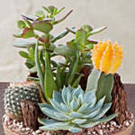 Cactus Dish Garden