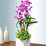 Classic Dendrobium Dish Garden