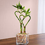 Double Heart Shaped Bamboo