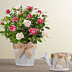 Elegant Bi Color Rose Garden