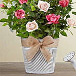 Elegant Bi Color Rose Garden