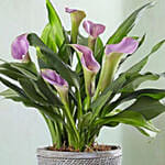 Elegant Calla Lily