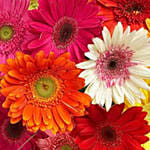 Gerbera Bouquet