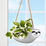 Hanging Sloth Plant