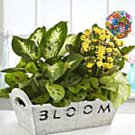 Happy Birthday Dish Garden