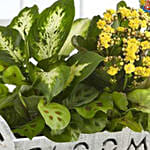 Happy Birthday Dish Garden