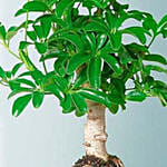 Hawaiian Umbrella Tree