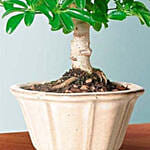 Hawaiian Umbrella Tree