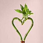 Heart Shaped Bamboo