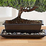 Juniper Bonsai